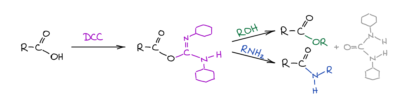 Activation of carboxylic acids with carbodiimides