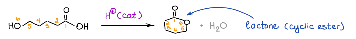 Lactone formation via Fischer esterification