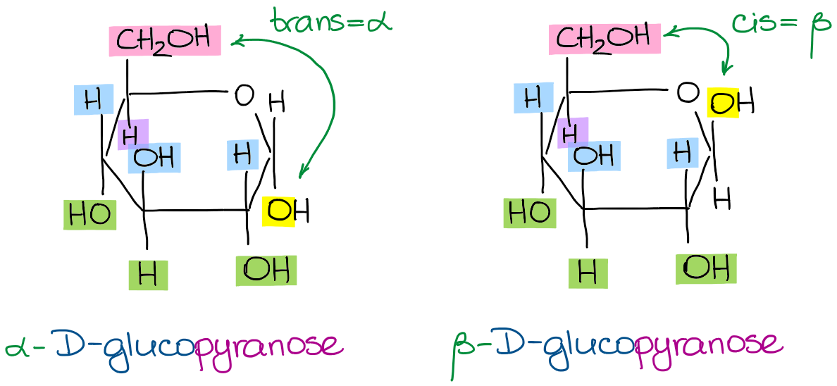 the α-D-glucopyranose and the β-D-glucopyranose