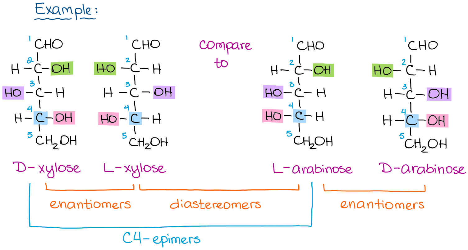 difference between the D and L sugars