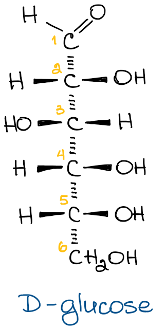 glucose in a Fischer projection form