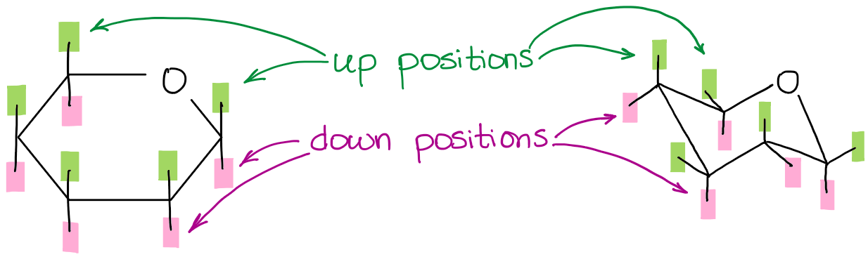 Up and down positions in the Haworth projection and a chair conformation