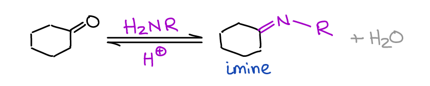 reactions of aldehydes and ketones with primary amines